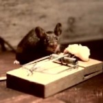 Pub pour un fromage avec une souris qui a la pêche (VIDEO)