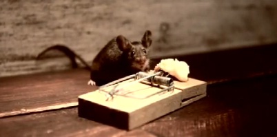 Pub pour un fromage avec une souris qui a la pêche (VIDEO)