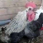 Un coq qui a du coffre (VIDEO)