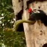 Combat entre un serpent et un oiseau (VIDEO)