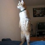 Un chat qui tient debout sur 2 pattes (VIDEO)