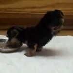 Drôle de chien ! (VIDEO)