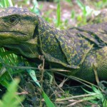 Découverte d&rsquo;une espèce de lézard géant aux philippines
