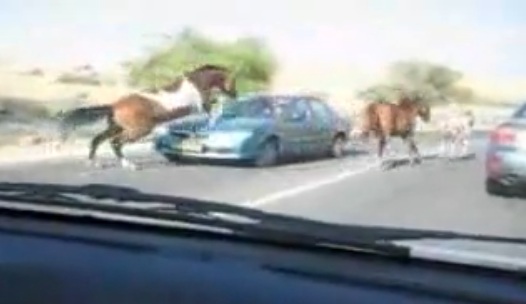 Un cheval tente de sauter par dessus une voiture (VIDEO)