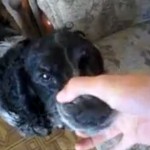 Chien beatboxer (VIDEO)
