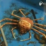 Un crabe araignée qui mue (VIDEO)