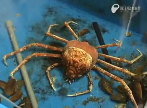 Un crabe araignée qui mue (VIDEO)