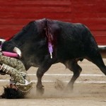 Le petit torero Michelito s’est fait encorner (VIDEO)