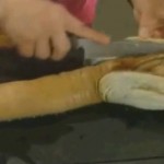 Fou rire interminable : comment cuisiner la Palourde royale ? (VIDEO)