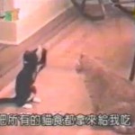 Un chat qui pratique le kung fu (VIDEO)