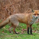 Un renard attaque deux bébés dans la banlieue londonienne