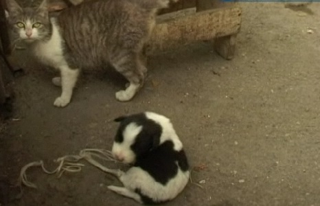 Une chatte donne naissance à un chiot ! (VIDEO)