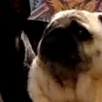 Le chien qui sait dire Batman (VIDEO)