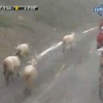 Des moutons dans le peloton du Tour de France (VIDEO)