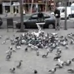 Comment devenir riche en attrapant des pigeons (VIDEO)