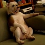 Le bulldog le plus évolué du monde (VIDEO)