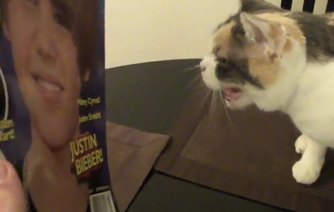 Le chat qui déteste Justin Bieber (VIDEO)