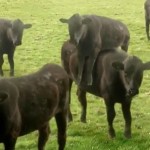 cows & cows & cows (VIDEO)