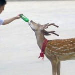 Un cerf chinois ne boit que du vin et de la bière (VIDEO)