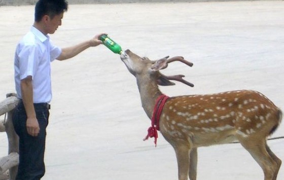 Un cerf chinois ne boit que du vin et de la bière (VIDEO)