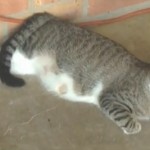 Une chatte adopte un bébé écureuil (VIDEO)