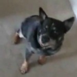 Ce chien fait la prière avant de manger (VIDEO)