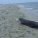 Une otarie vole le poisson qu&rsquo;un pêcheur vient de pécher (VIDEO)