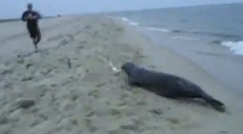 Une otarie vole le poisson qu’un pêcheur vient de pécher (VIDEO)