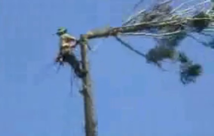 Régis essaie sa nouvelle tronconneuse (VIDEO)