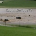 Des vaches sont emportées par une inondation (VIDEO)