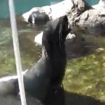 Une otarie avec un cri humain (VIDEO)
