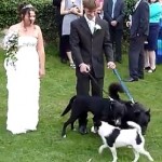 Un chien urine sur une jeune mariée pendant la séance photo (VIDEO)