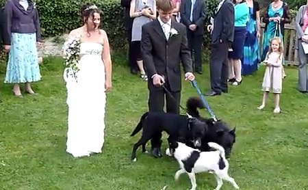 Un chien urine sur une jeune mariée pendant la séance photo (VIDEO)