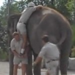 Un dresseur d&rsquo;éléphant se tape la honte de sa vie (VIDEO)