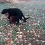 Un chien tente de &laquo;&nbsp;violer&nbsp;&raquo; un petit garçon (VIDEO)