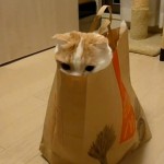 Chat qui joue à cache-cache dans un sac McDo (VIDEO)