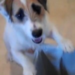 Jesse, le chien qui sait tout faire (VIDEO)
