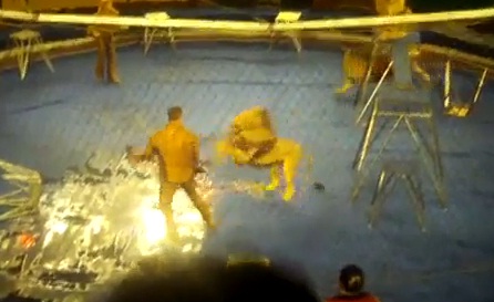 Choc : dompteur attaqué par ses lions (VIDEO)