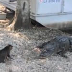Chat vs Alligators (VIDEO)