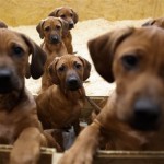 Une chienne donne naissance à 17 chiots (VIDEO)