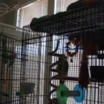 Perroquet qui chante du metal (VIDEO)