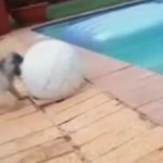 Un chien, un ballon et une piscine (VIDEO)