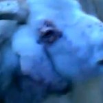 Les animaux ont le rythme dans la peau (VIDEO)