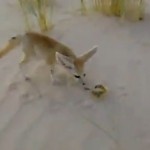Fennec vs Scorpion (VIDEO)