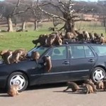 Des singes saccagent une voiture (VIDEO)