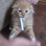 Chaton accro à la clope (VIDEO)