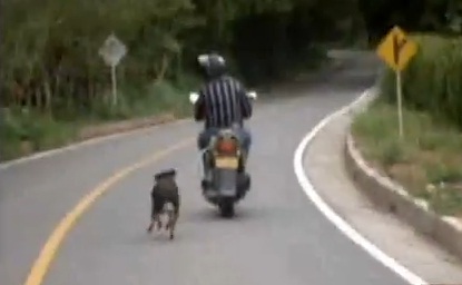 CHOC : Il tue son chien en le traînant en scooter (VIDEO)