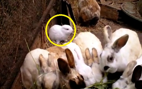Fukushima : un lapin sans oreilles sème la panique au Japon (VIDEO)