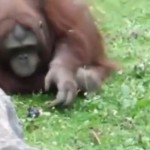 Un ourang-outan sauve un oisillon de la noyade (VIDEO)
