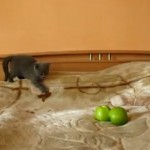 Chat qui a peur de… 2 pommes (VIDEO)